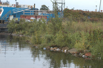 Trash and weeds line the shore near General Ship Repair Corp.'s shipyard in Baltimore. CNS photo by Aleksandra Robinson.